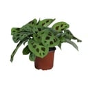 PROMO - Maranta Leuconeura Kerchoveana - Ø12cm - ↕30cm