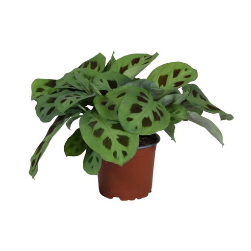 "PROMO - Maranta Leuconeura Kerchoveana - Ø12cm - ↕30cm image"