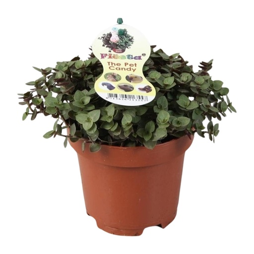 "Calissia Repens - Ø12cm - ↕17cm image"