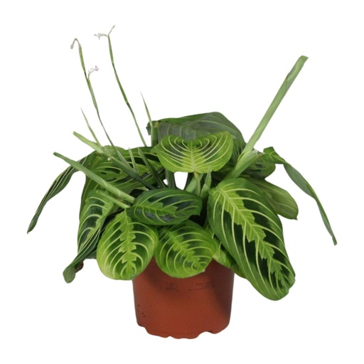 "Maranta Leuconeura Fascinator Lemon Lime - Ø12cm - ↕30cm image"