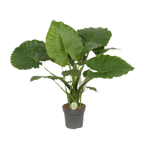 "Alocasia Gageana California - Ø21cm - ↕80cm image"