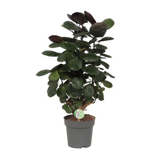 "Polyscias Scutellaria Fabian - Ø19cm - ↕60cm image"