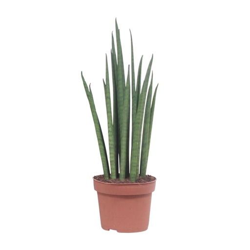 "Sansevieria Mikado - Ø12cm - ↕40cm image"