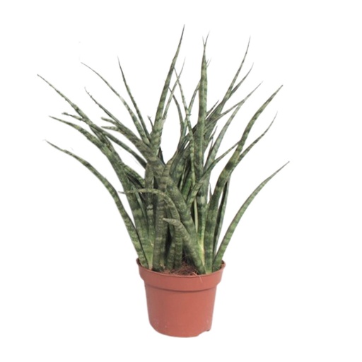 "Sansevieria Fernwood Punk - Ø12cm - ↕35cm image"