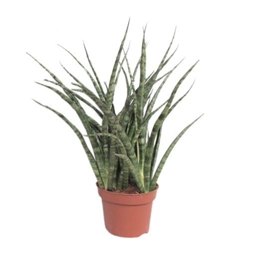 "Zylindrischer Bogenhanf (Sansevieria cylindrica) – pflegeleichte Zimmerpflanze, Topf-Ø 12 cm, Höhe ca. 35 cm image"