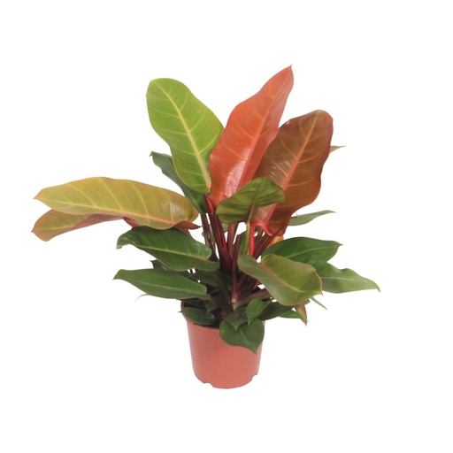 "Philodendron Prince of Orange - Ø17cm - ↕45cm image"