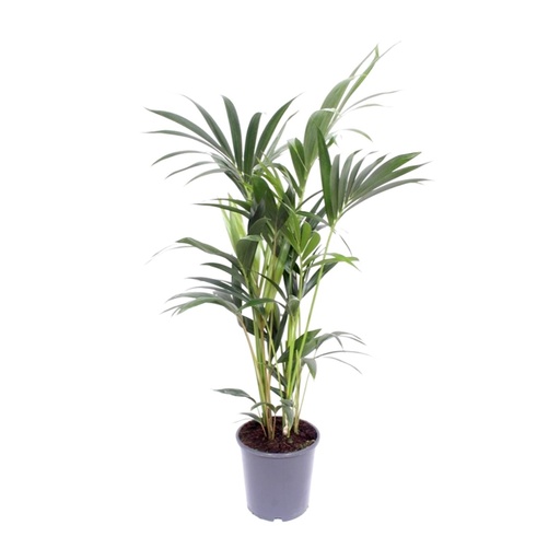 "Howea Forsteriana - Ø17cm - ↕75cm image"