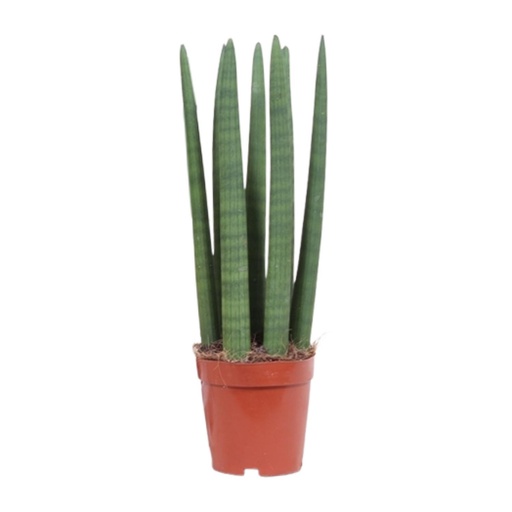 "Sansevieria Straight - Ø12cm - ↕40cm image"