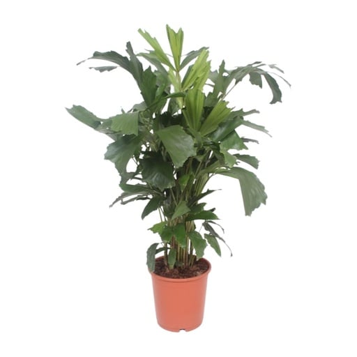 "Caryota Mitis - Ø24cm - ↕110cm image"