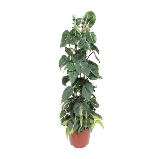 "Philodendron Scandens Brasil - Ø24cm - ↕120cm image"