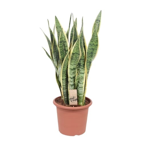 "Sansevieria Trifasciata Laurentii - Ø25cm - ↕85cm image"