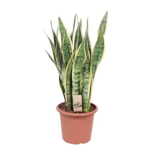 "Sansevieria Trifasciata Laurentii - Ø25cm - ↕85cm image"