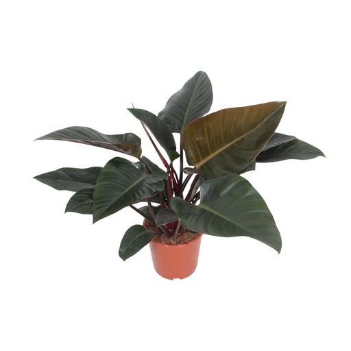 "Philodendron Congo Red - Ø27cm - ↕80cm image"