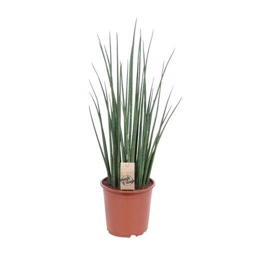 "Sansevieria Mikado - Ø19cm - ↕70cm image"