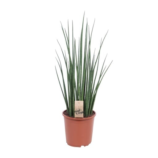 "Bogenhanf (Sansevieria trifasciata) – pflegeleichte Zimmerpflanze, Topf-Ø 19 cm, Höhe ca. 70 cm image"