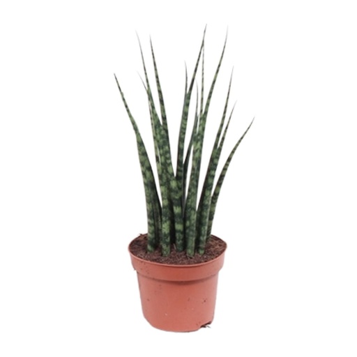 "Sansevieria Fernwood Mikado - Ø12cm - ↕40cm image"