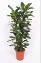 Ficus Cyathistipula - Ø27cm - ↕100-120cm