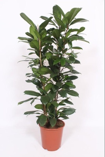 "Ficus Cyathistipula - Ø27cm - ↕100-120cm image"