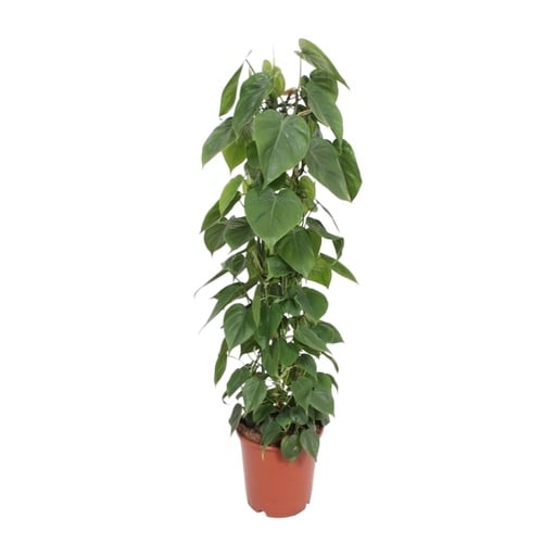 "Kletter-Philodendron (Philodendron scandens) – pflegeleichte Zimmerpflanze, Topf-Ø 24 cm, Höhe ca. 120 cm image"