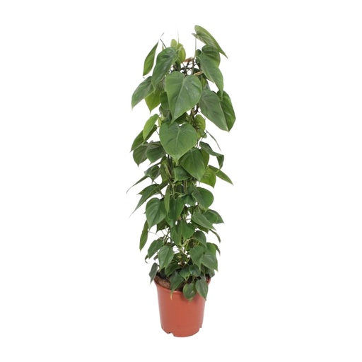 "Kletter-Philodendron (Philodendron scandens) – pflegeleichte Zimmerpflanze, Topf-Ø 24 cm, Höhe ca. 120 cm image"