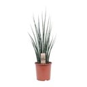 Sansevieria Fernwood Mikado - Ø19cm - ↕80cm