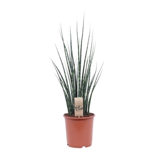 "Zylindrischer Bogenhanf (Sansevieria cylindrica) – pflegeleichte Zimmerpflanze, Topf-Ø 19 cm, Höhe ca. 80 cm image"