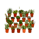Sukkulenten Mix - 20 Stücke - Ø5,5cm - ↕7 cm