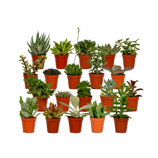 "Sukkulenten Mix - 20 Stücke - Ø5,5cm - ↕7 cm image"