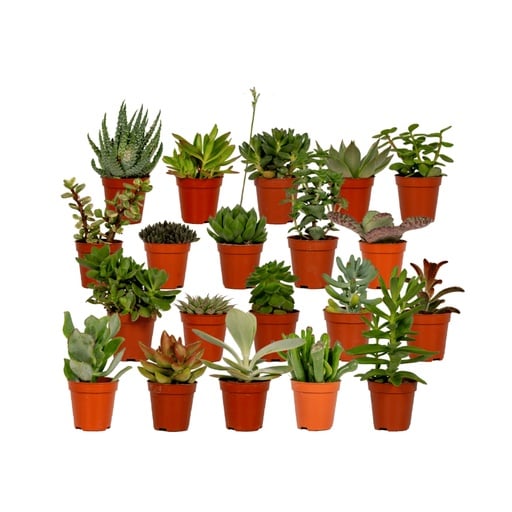 "Sukkulenten-Mix 20er-Set – pflegeleichte Zimmerpflanzen, Topf-Ø 5,5 cm, Höhe ca. 7 cm image"