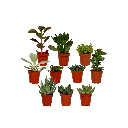 Sukkulenten Mix - 10 Stücke - Ø5,5cm - ↕7cm