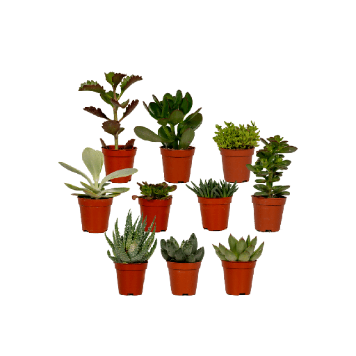 "Sukkulenten Mix - 10 Stücke - Ø5,5cm - ↕7cm image"