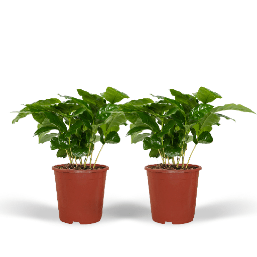 "Kaffeepflanze (Coffea arabica) – pflegeleichte Zimmerpflanze, Topf-Ø 12 cm, Höhe ca. 25 cm image"