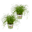 Cyperus Alternifolius (Katzengras) - 2 Stücke - Ø12cm - ↕20cm