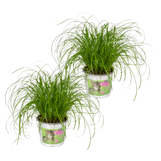 "Cyperus Alternifolius (Katzengras) - 2 Stücke - Ø12cm - ↕20cm image"