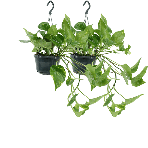 "Efeutute 2er-Set (Epipremnum aureum) – pflegeleichte Zimmerpflanze, Höhe ca. 25 cm image"