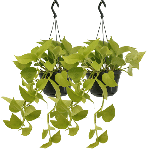 "Efeutute 'Golden Pothos' (Epipremnum aureum) – pflegeleichte Zimmerpflanze, Topf-Ø 15 cm, Höhe ca. 25 cm image"