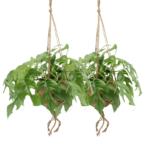"Kokodama Monstera Minima Hang (Lochpflanze) - 2 Stücke - Ø15cm - ↕25cm image"