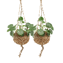 2x Kokedama Pilea Peperomioides - Pfannkuchenpflanze - 20cm - ø15