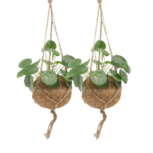 "2x Kokedama Pilea Peperomioides - Pfannkuchenpflanze - 20cm - ø15 image"