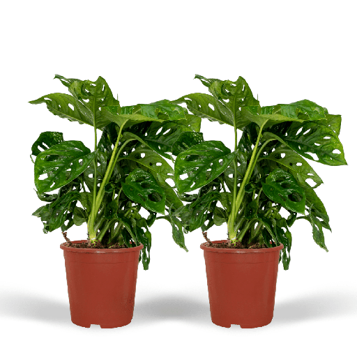 "2x Monstera Monkey Leaf - Lochpflanze - 30cm - ø12 image"