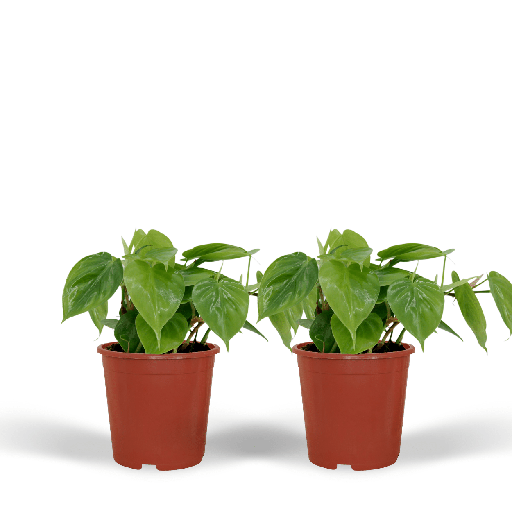 "2x Philodendron Scandens - - 5cm - ø12 image"