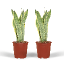 2x Sansevieria Laurentii - Frauenzunge - 40cm - ø14