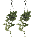 Scindapsus Pictus (Epipremnum) - 2 Stücke - Ø15cm - ↕20cm