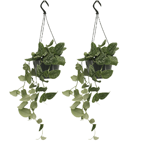"Scindapsus Pictus (Epipremnum) - 2 Stücke - Ø15cm - ↕20cm image"
