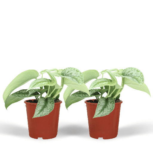"Scindapsus Pictus Trebie (Epipremnum) - 2 Stücke - Ø12cm - ↕15cm image"