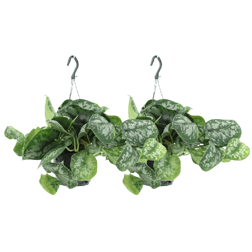 "Scindapsus Pictus Trebie (Epipremnum) - 2 Stücke - Ø15cm - ↕25cm image"