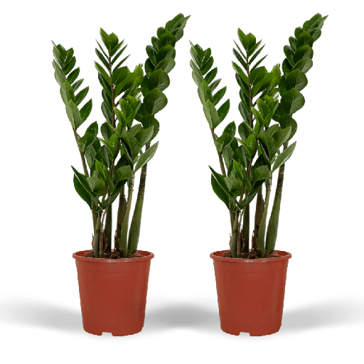 "2x Zamioculcas Zamiifolia - Smaragdpalme - 50cm - ø14 image"