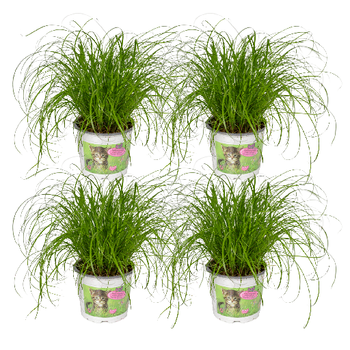"Cyperus Alternifolius (Katzengras) - 4 Stücke - Ø12cm - ↕20cm image"