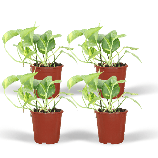 "Epipremnum Aureum (Scindapsus) - 4 Stücke - Ø12cm - ↕20cm image"