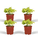 Epipremnum Golden Pothos (Scindapsus) - 4 Stücke - Ø12cm - ↕15cm